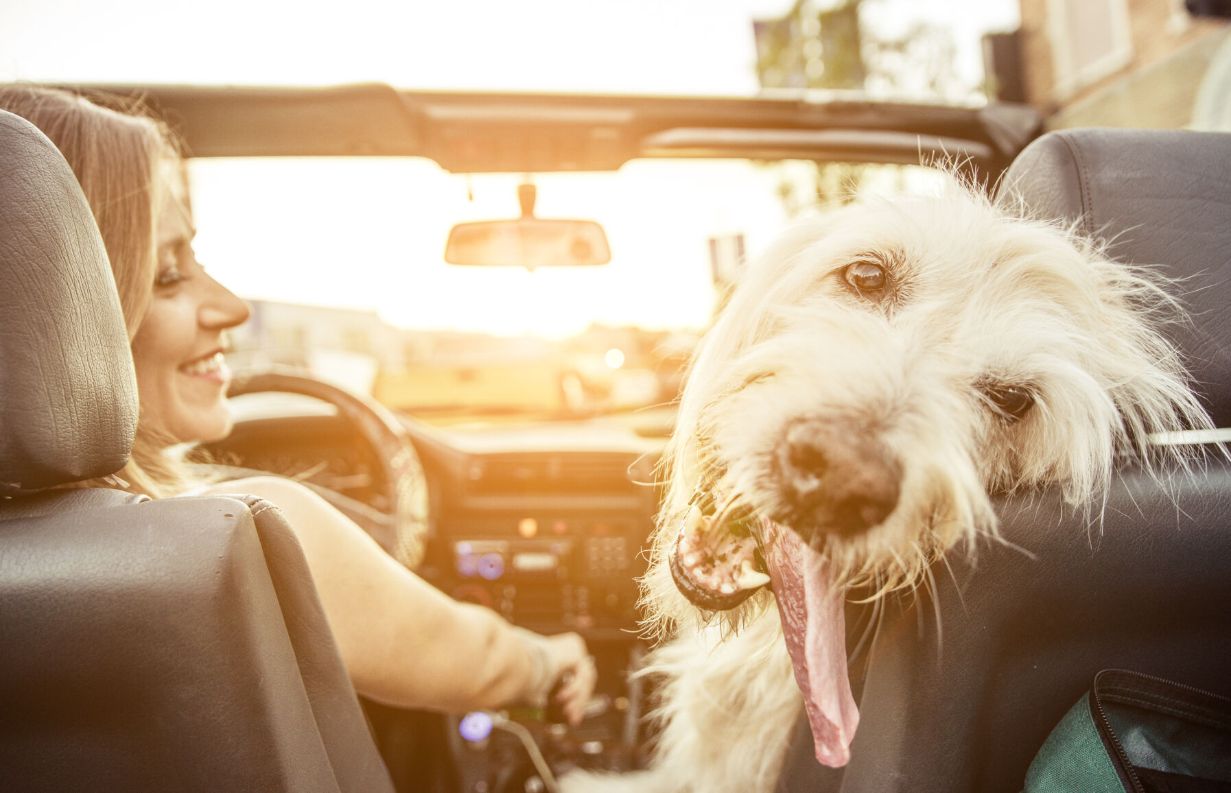 Dog and car